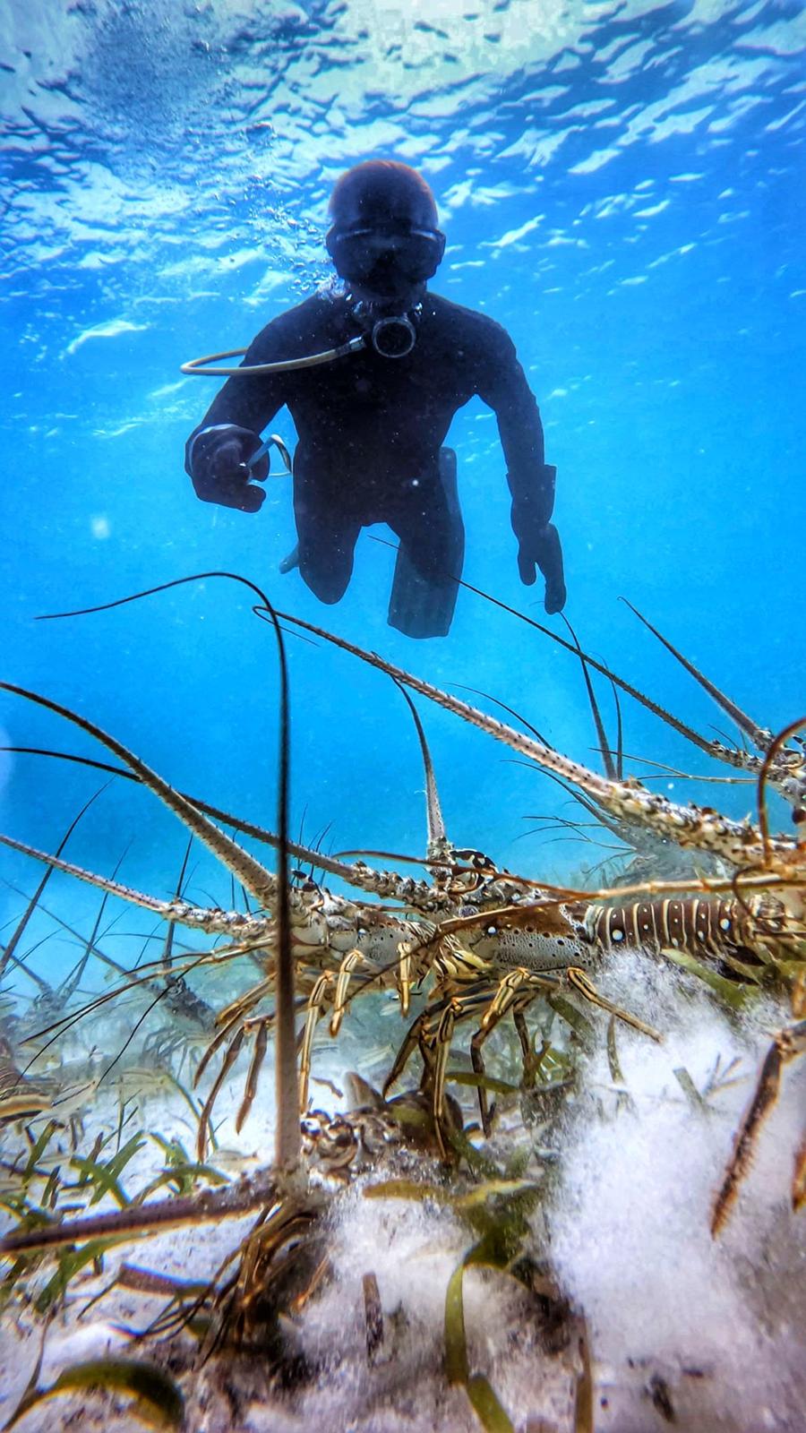 Seagrass habitat where Bahamian spiny lobster shelter