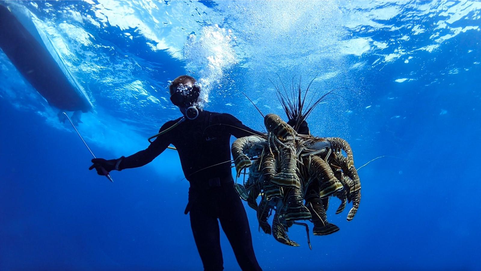 Bahamian diver surfacing with a catch of spiny lobster