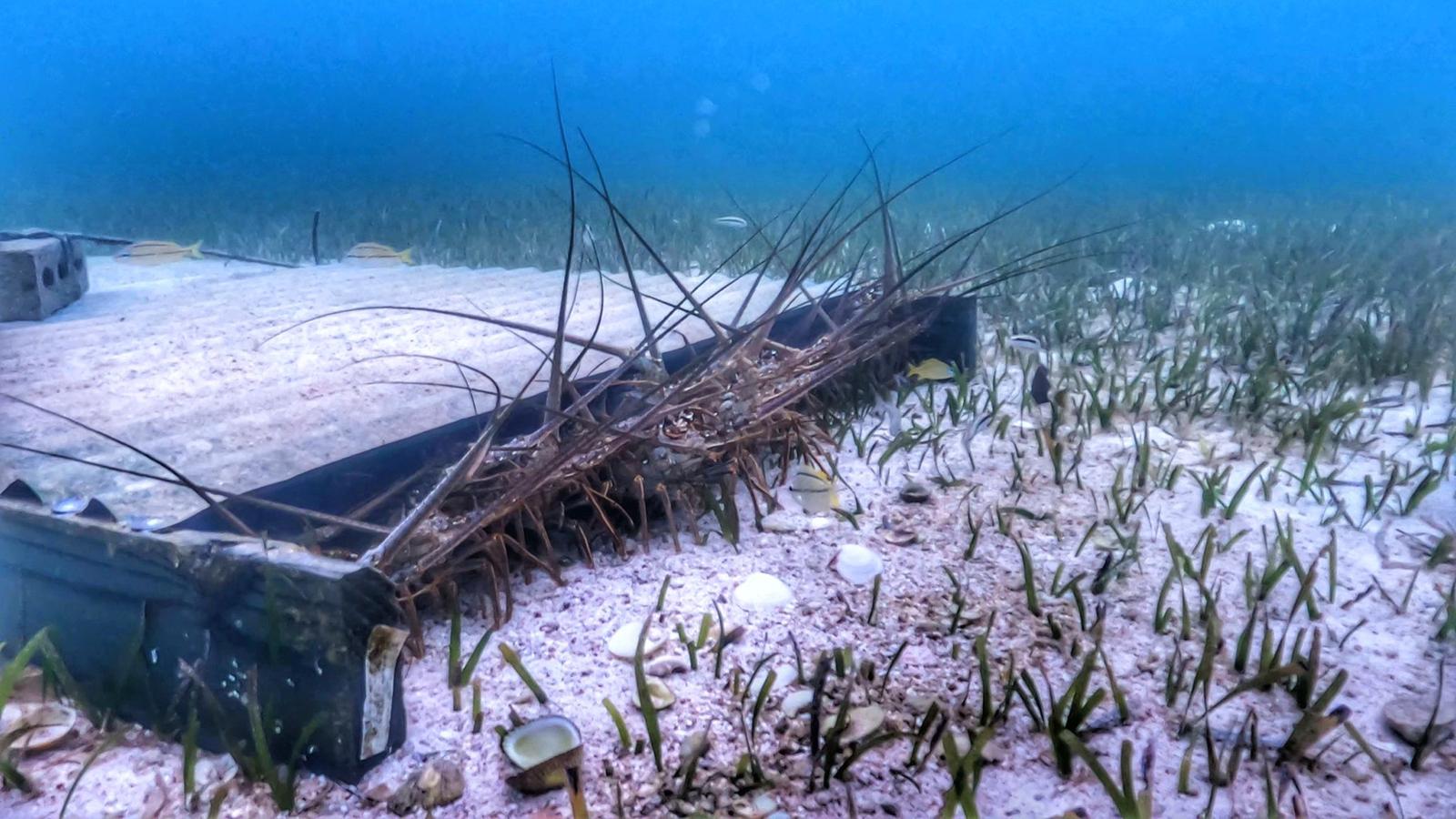 Spiny lobsters sheltering in a seabed habitat among seagrass