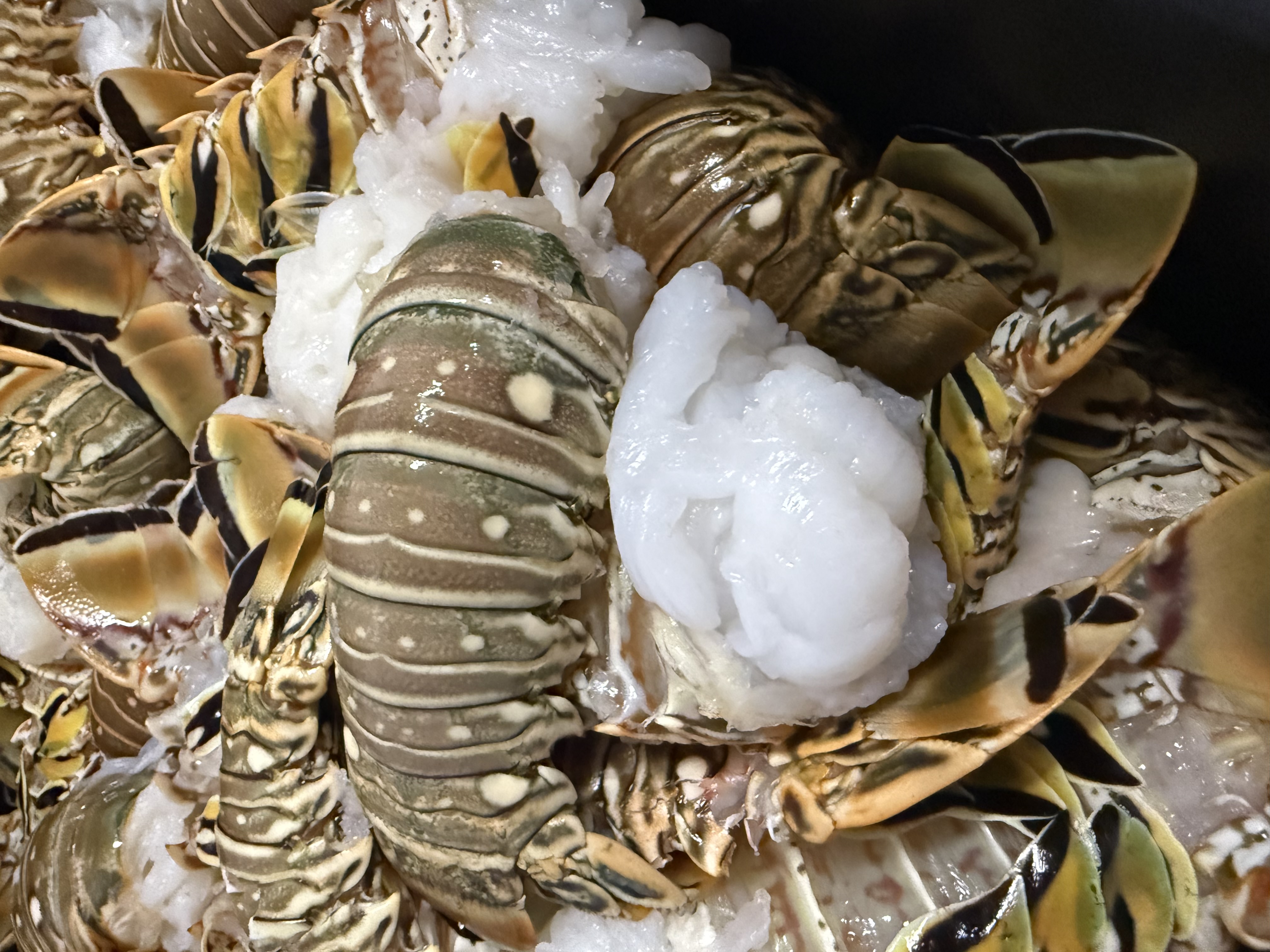 Bahamian spiny lobster tails