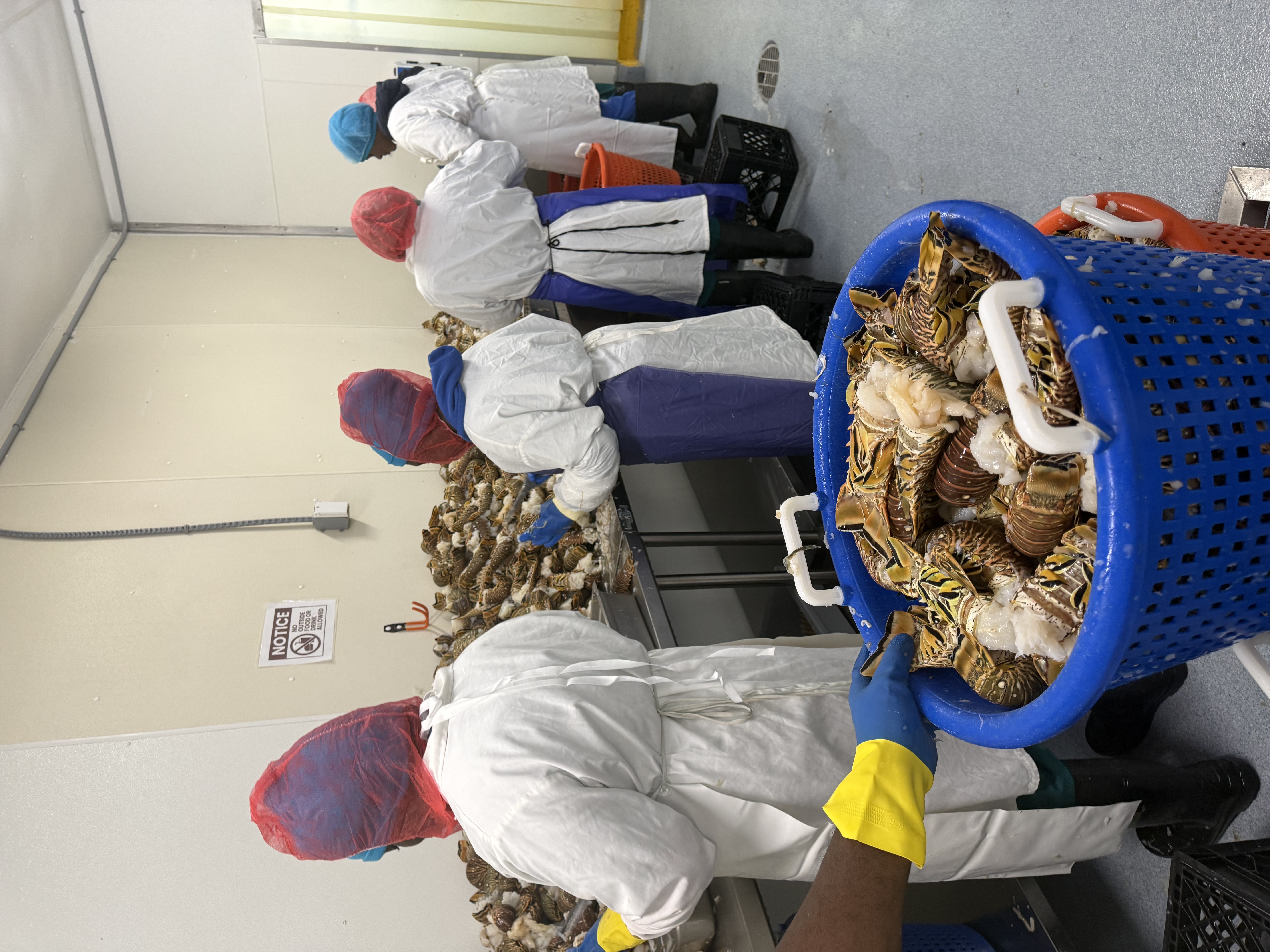 Staff in hairnets and gowns processing lobster tails in the Heritage Seafood facility