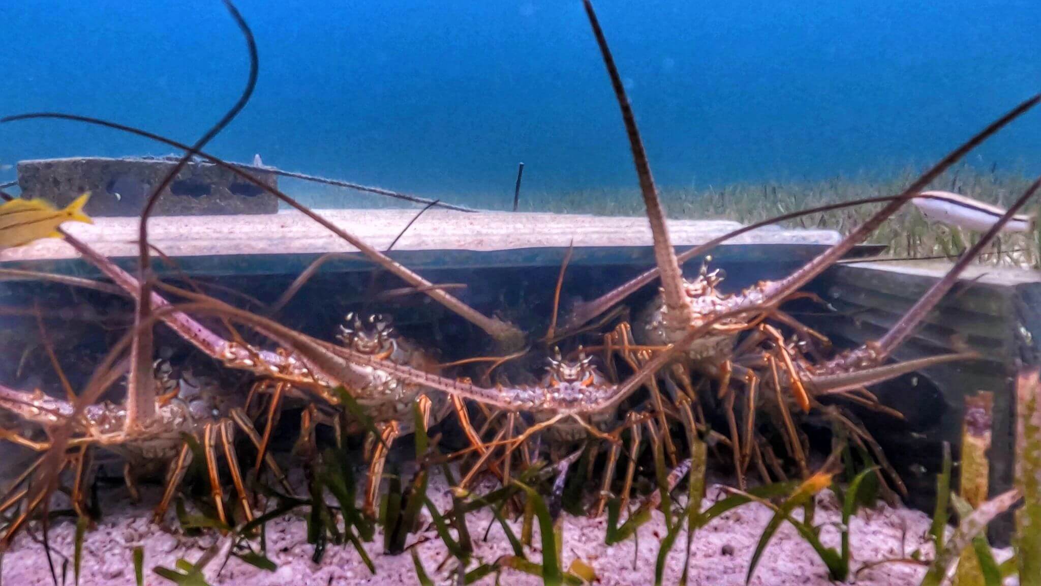 A group of lobsters clustered on the seabed underwater.