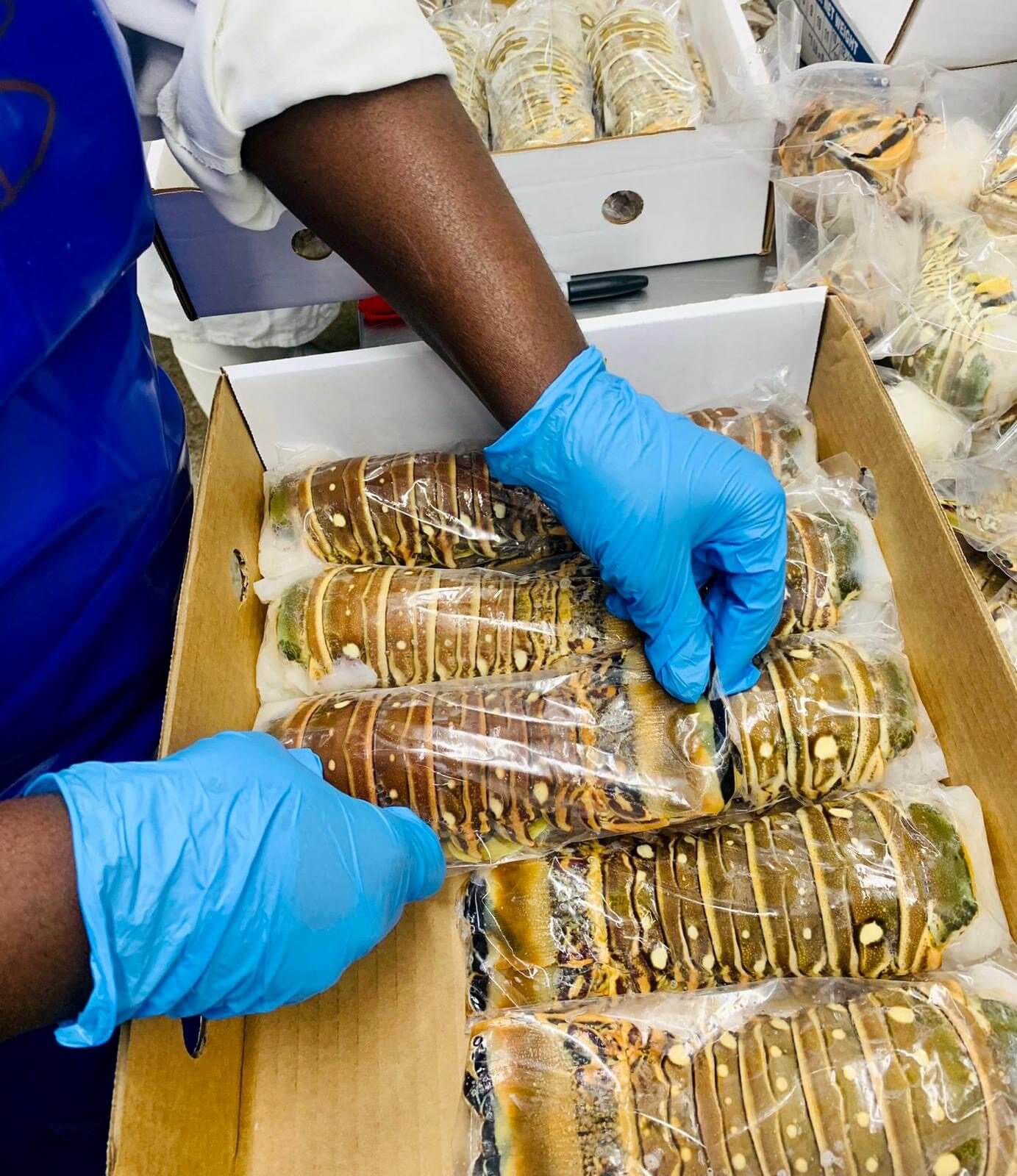Hands in blue gloves handling packed seafood in a box.