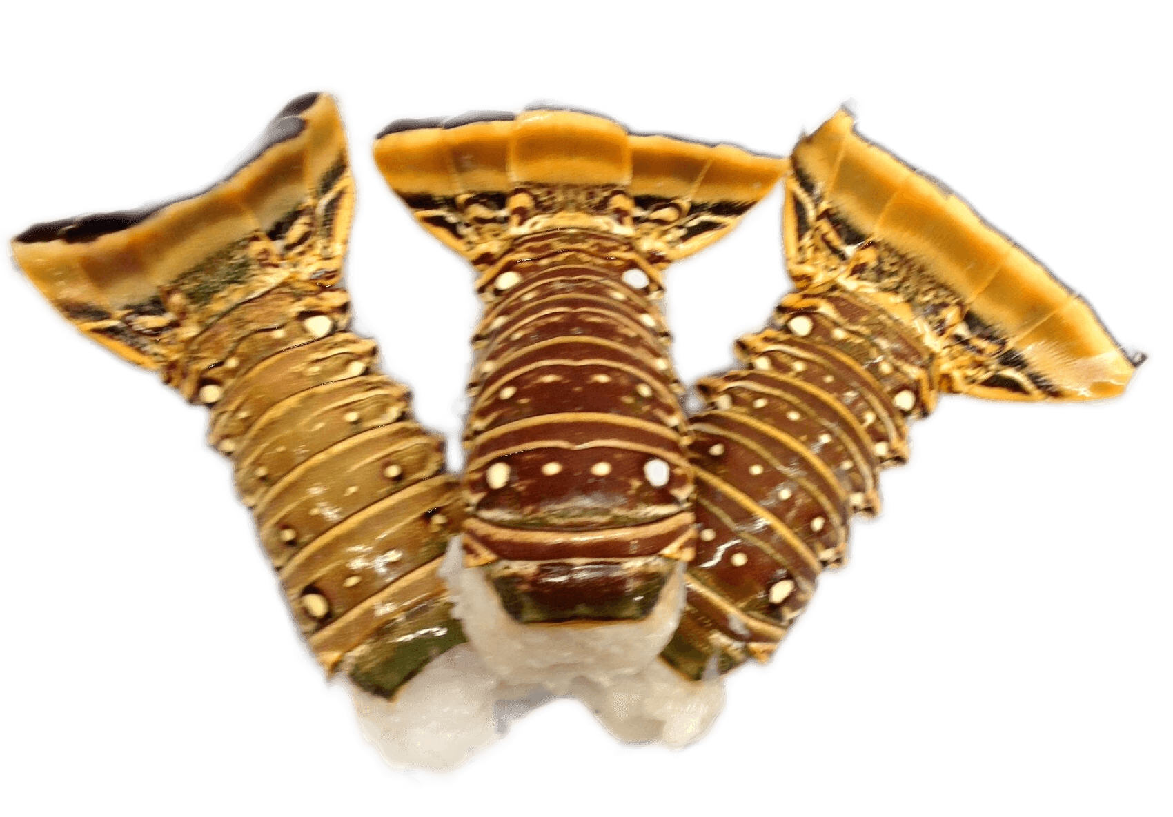 Three spiny lobsters with detailed shells on a white background.