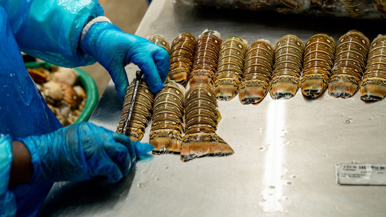 Gloved hands handling lobster tails on a metal surface.