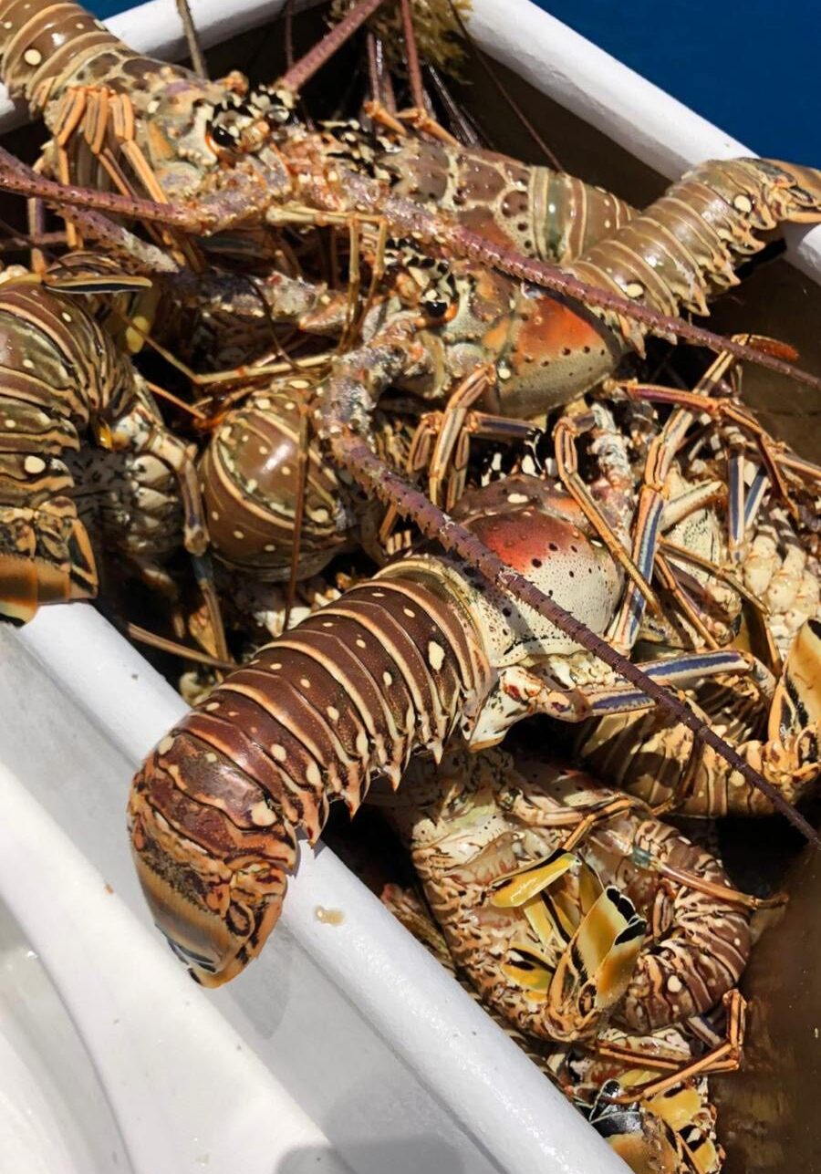 A pile of fresh lobsters on display.